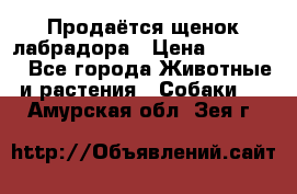 Продаётся щенок лабрадора › Цена ­ 30 000 - Все города Животные и растения » Собаки   . Амурская обл.,Зея г.